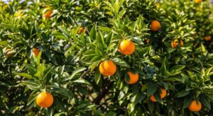 Quando potare il mandarino per farlo fruttificare ogni anno